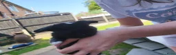 Mixed Breed rabbits for sale: Lion head and mini lop baby rabbits - Advert 14