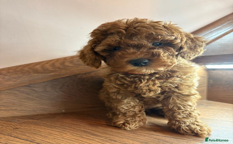 Cockapoo dogs Beautiful Cockapoo puppies last girl and last boy - Advert 15