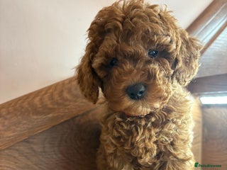 Cockapoo dogs Beautiful Cockapoo puppies last girl and last boy - Advert 1