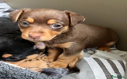 Jack Russell dogs for sale: Miniature Jack Russell  - Image 11