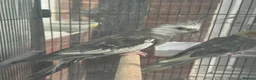 Cockatiels birds for sale: Bonded Pair of Cockatiels (Male & Female) - Advert 11