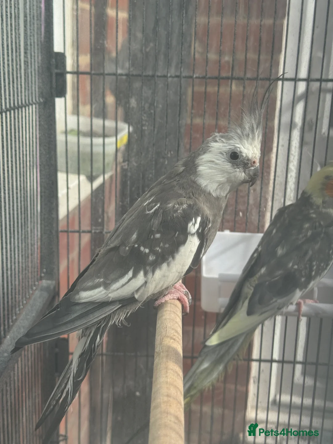 Cockatiels birds for sale: Bonded Pair of Cockatiels (Male & Female) - Advert 11