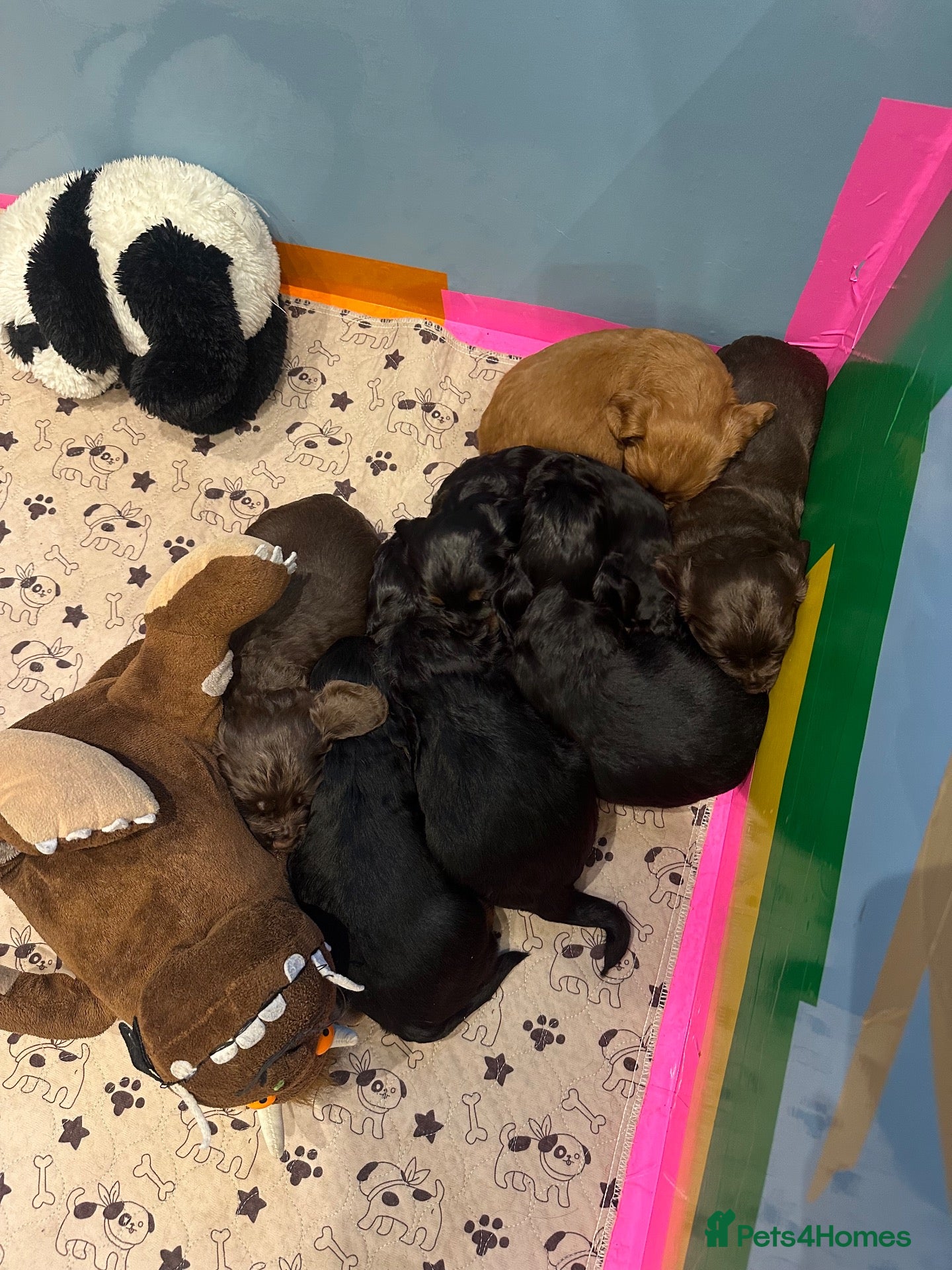 Cocker Spaniel dogs for sale: Working cocker spaniel puppies for sale - Advert 1