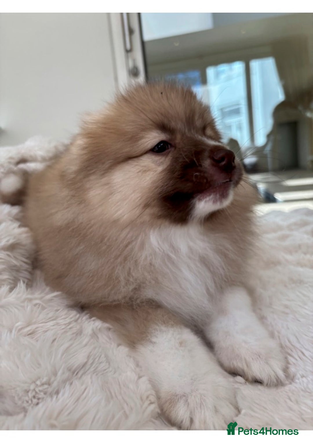 Pomsky dogs for sale: Pomsky Puppies AVAILABLE NOW - Advert 2