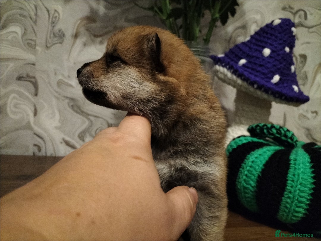 Japanese Shiba Inu dogs for sale: Well bred Japanese shiba inu puppies  - Image 30