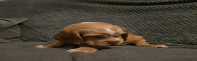 Cocker Spaniel green