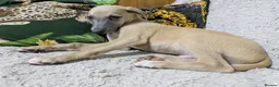 Whippet dogs for sale: Show quality KC reg pups - Advert 14