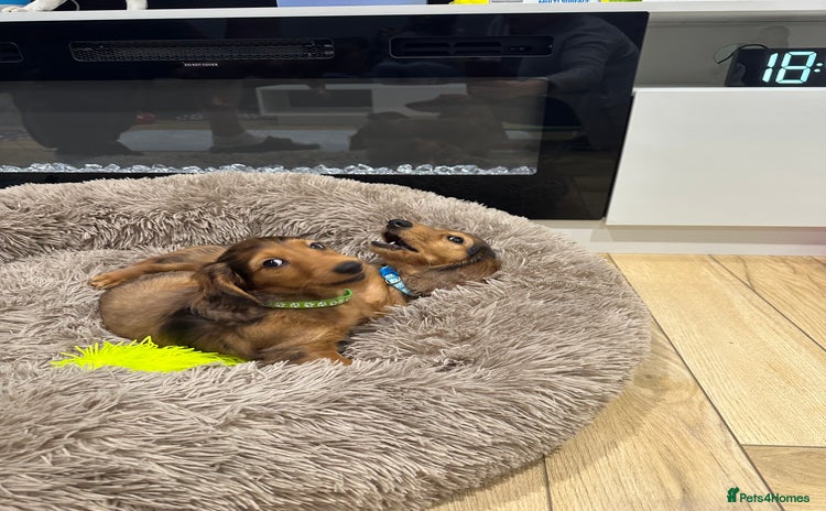 Dachshund dogs - Advert 2