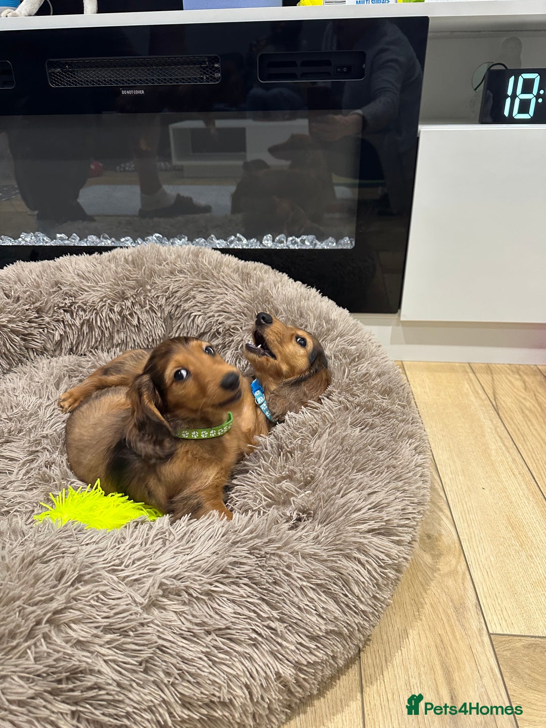 Dachshund dogs for sale: KC Registered Quality Mini Dachshunds long hair  - Image 6