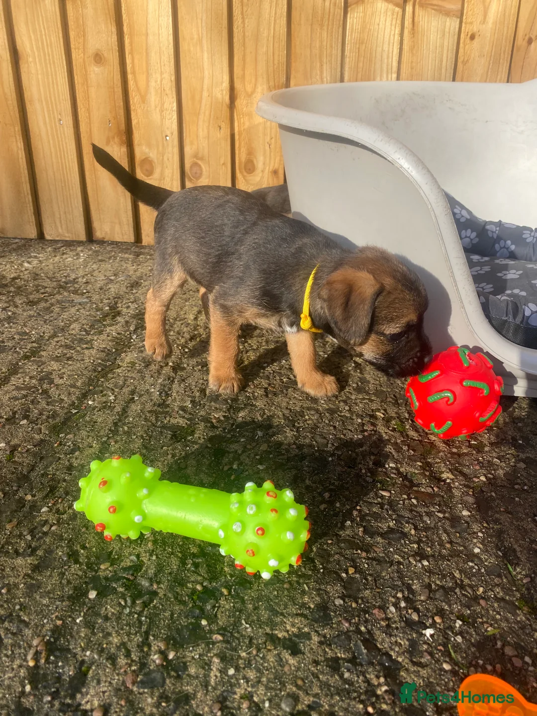 Border Terrier dogs for sale: ⭐️BORDER TERRIER PUPPIES  - Advert 6