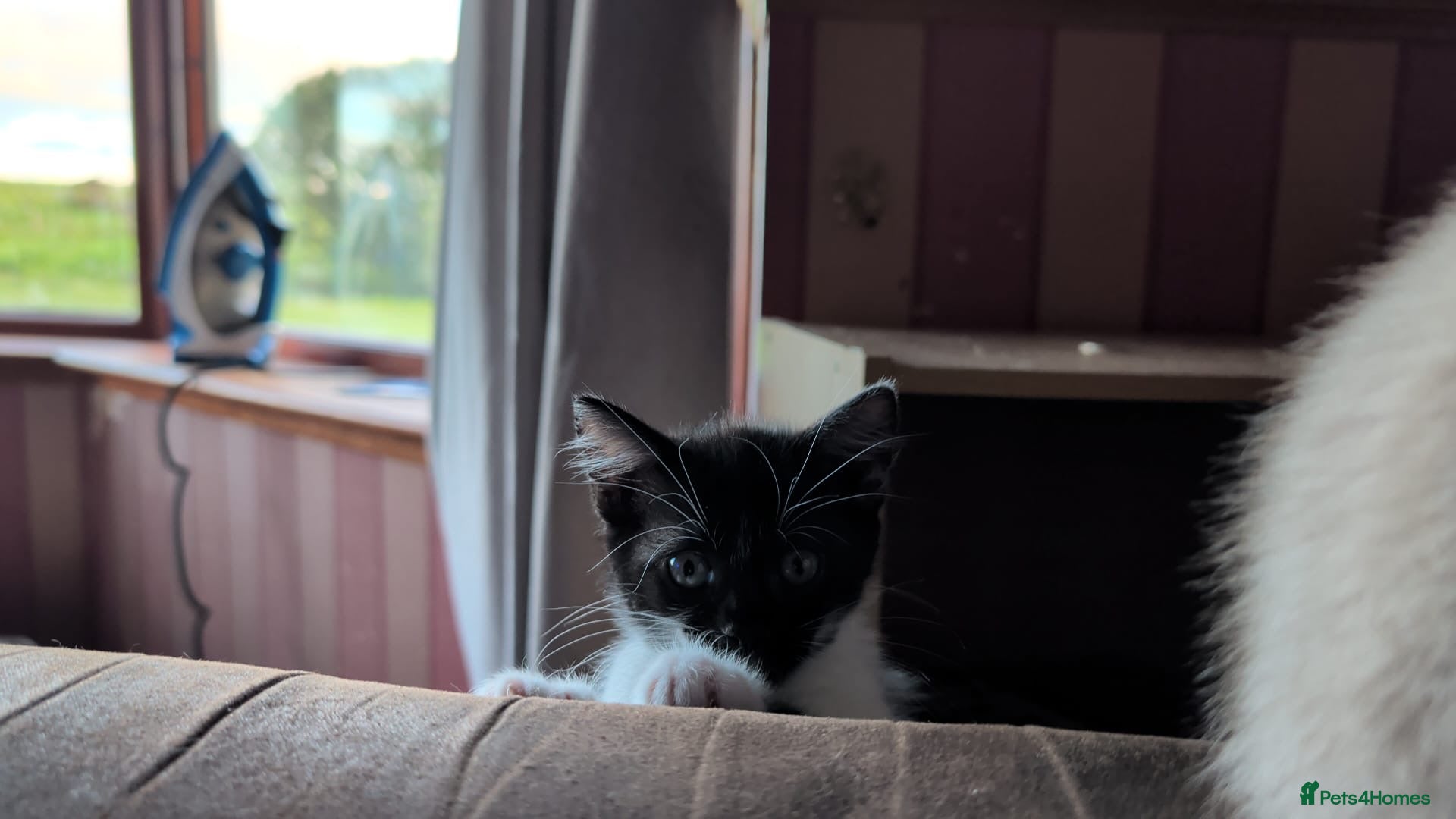 Mixed Breed cats  black & white female kitten - Advert 2