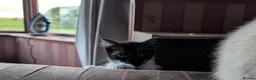 Mixed Breed cats for sale:  black & white female kitten - Advert 3