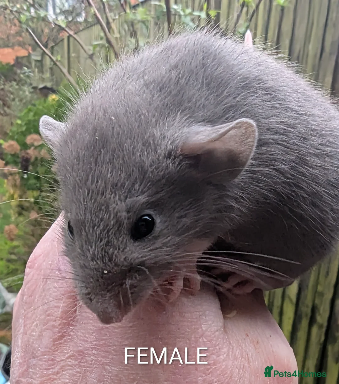 Rat rodents for sale: Baby rats various breeds available 5-10 weeks old - Advert 2