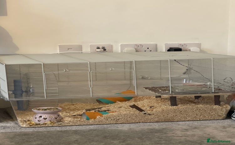 Hamster rodents - Advert 1