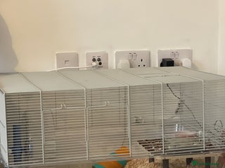 Hamster rodents - Advert 1