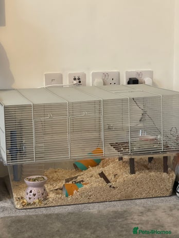 Hamster rodents - Advert 6