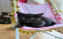British Longhair cats for sale: Ready To Go This Weekend! 3 Sweet Little Kittens - Image 12
