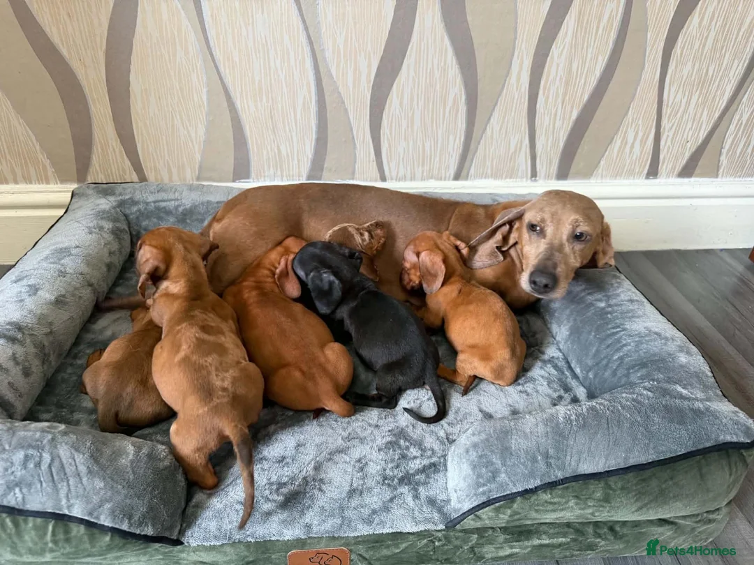 Dachshund dogs for sale: Miniature Dachshund  - Advert 17