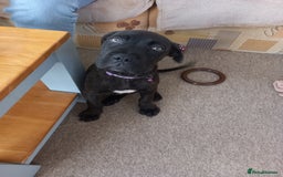 Cane Corso dogs for sale: Cane corso  - Image 5