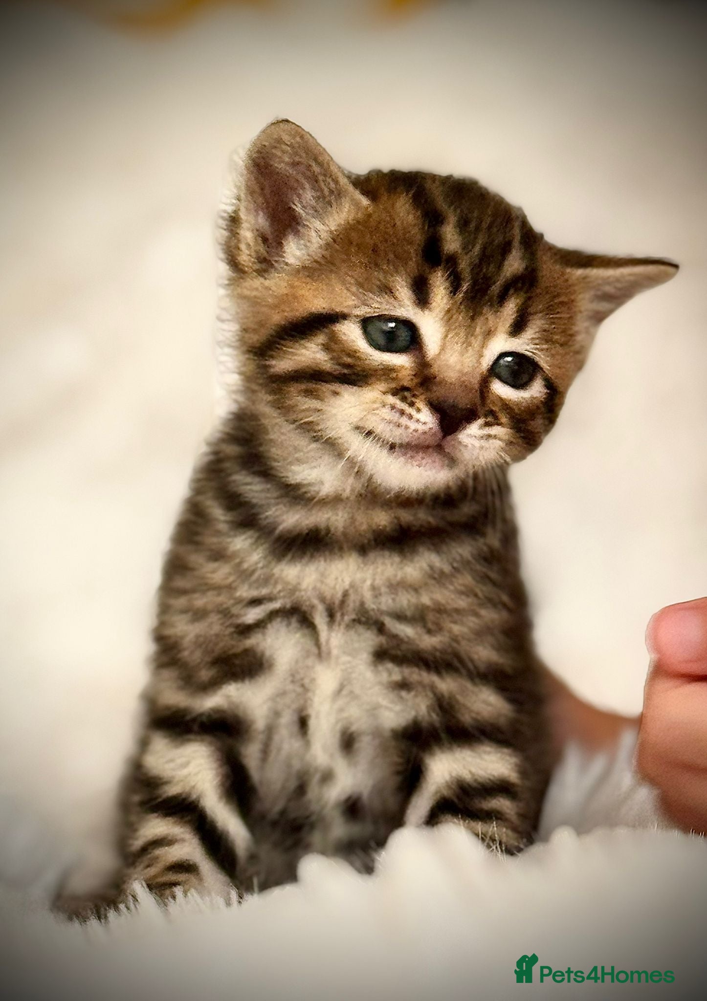 Mixed Breed cats 🐾 Beautiful Baby Kittens - Ragdoll x Bengal 🐾 - Advert 1