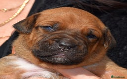 Belgian Shepherd Dog dogs for sale: Bullherders top working lines  - Image 11