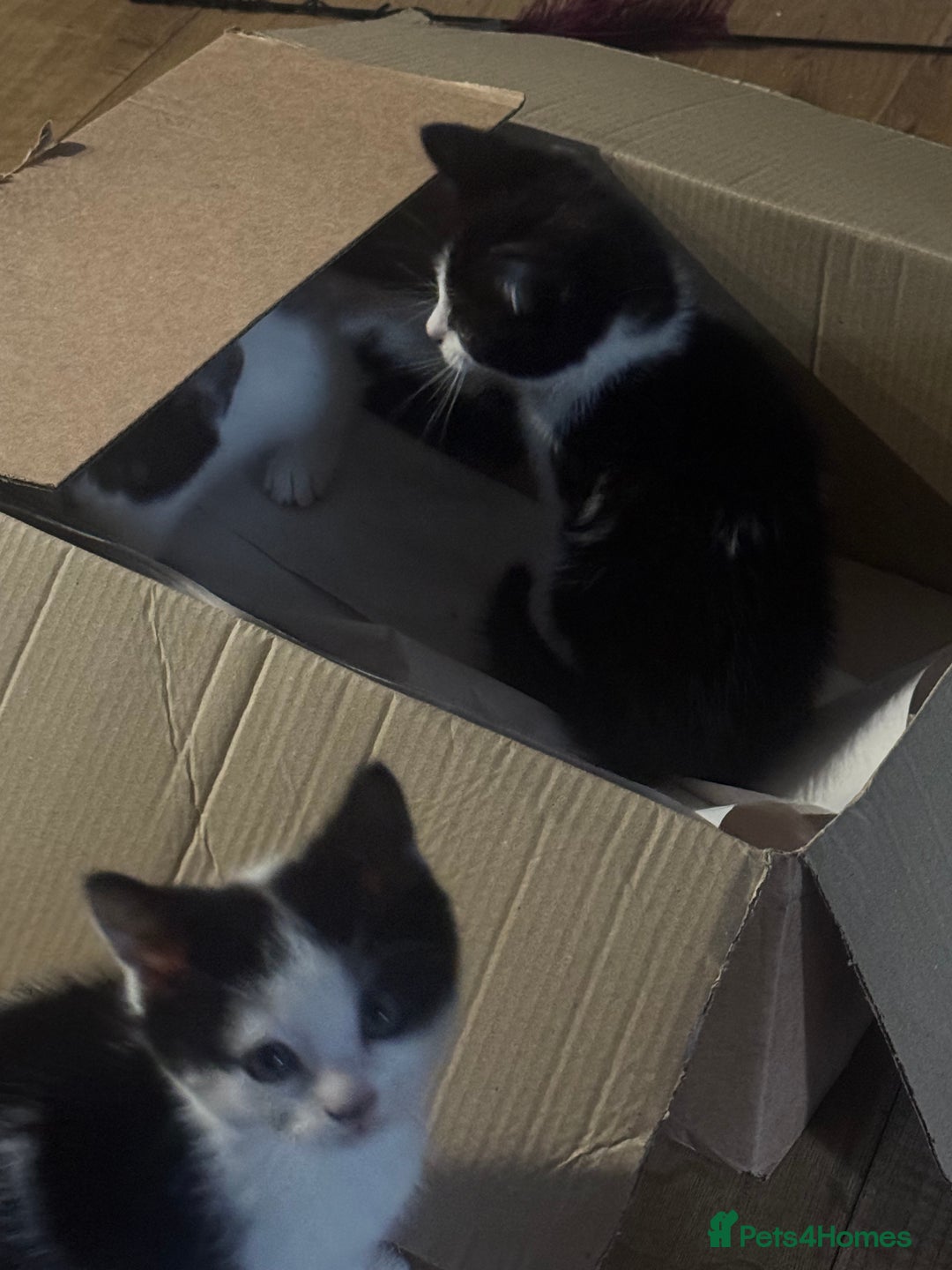 Mixed Breed cats for sale: 3 kittens looking for forever homes  - Image 16