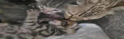 Bengal cats for sale: Bengal mix kittens - Advert 10