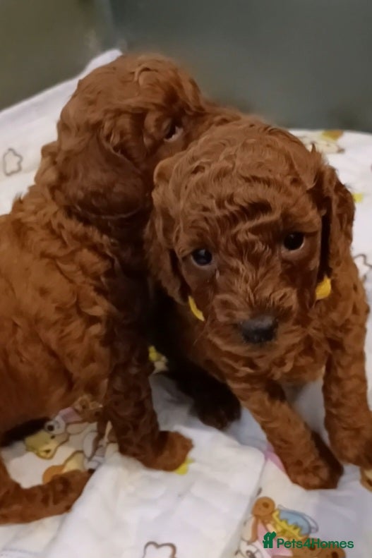 Miniature Poodle dogs 🐩 Pedigree KC Red Miniature Poodles DNA tested 🐩 - Advert 2