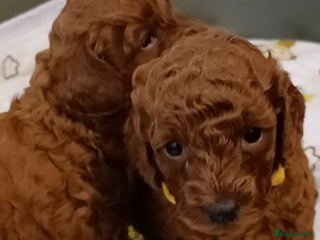 Miniature Poodle dogs 🐩 Pedigree KC Red Miniature Poodles DNA tested 🐩 - Advert 2