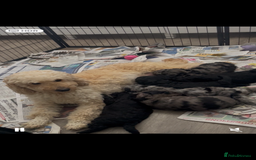 Goldendoodle dogs for sale: Miniature Golden Doodle pups - Image 8