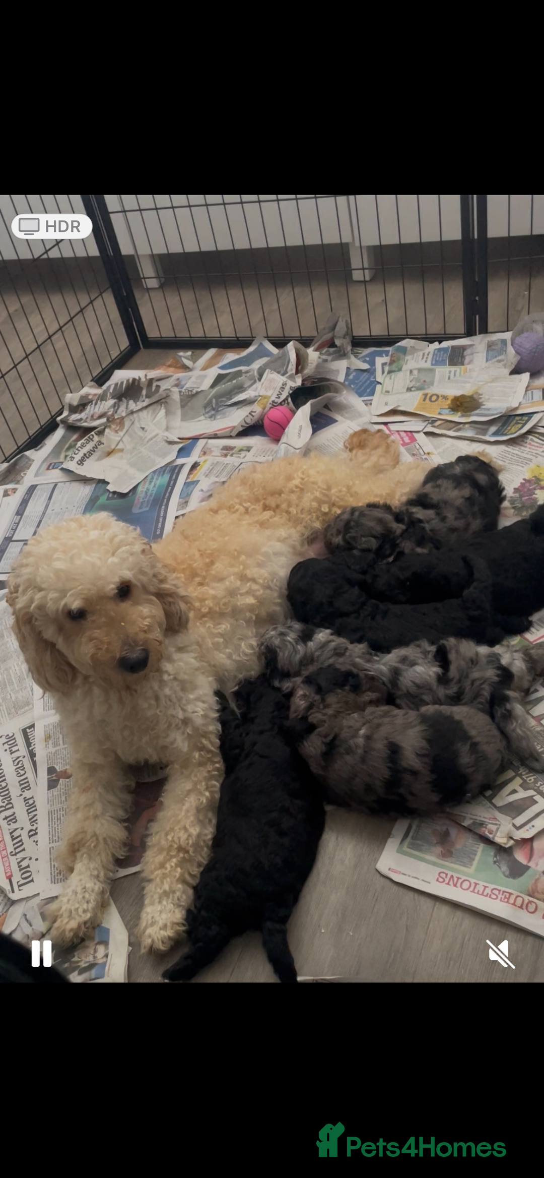 Goldendoodle dogs for sale: Miniature Golden Doodle pups - Image 8