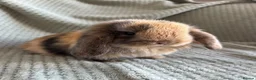 Mini Lop rabbits for sale: Mini lop babies  - Advert 8