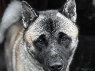 Akita dogs Akita Stud - Advert 8