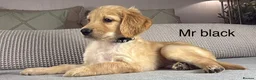 Goldendoodle dogs for sale: BEAUTIFUL HEALTHY LOVING PUPPIES  - Advert 25