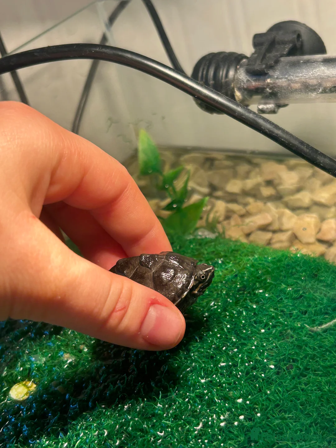 Turtle reptiles for sale: Black musk turtle  - Advert 4