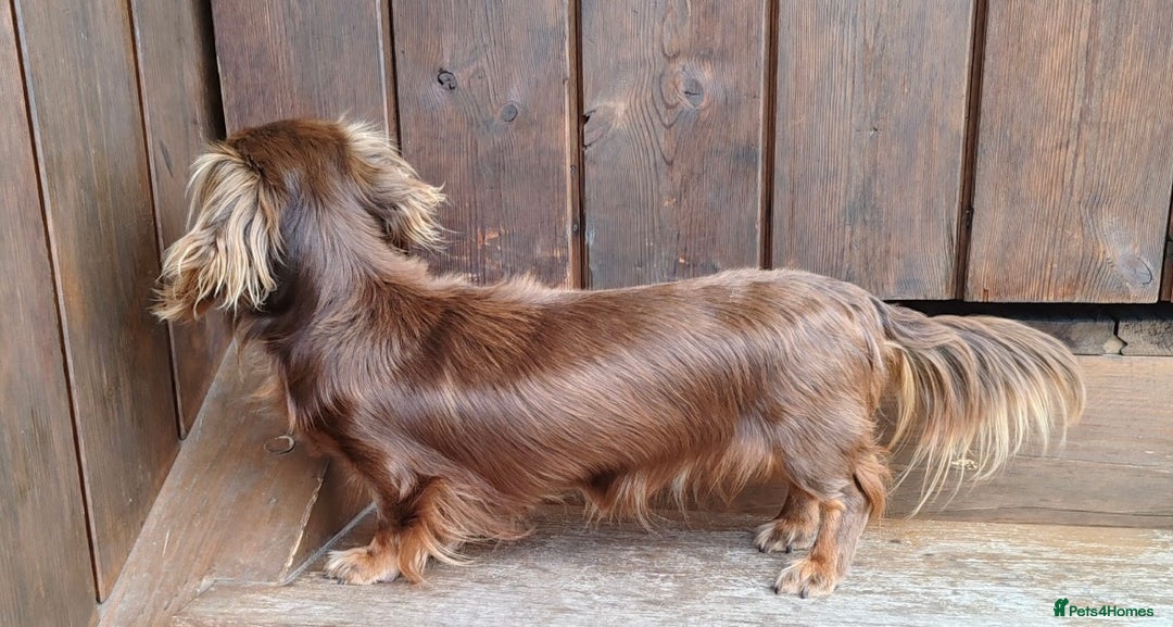 Miniature Dachshund dogs for sale: Champion Longhaired Miniature Dachshund Puppies - Advert 14
