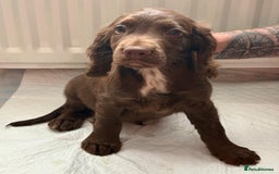 Cocker Spaniel dogs for sale: Top Working Line Cocker Spaniel Puppies in Bedlington - Image 1