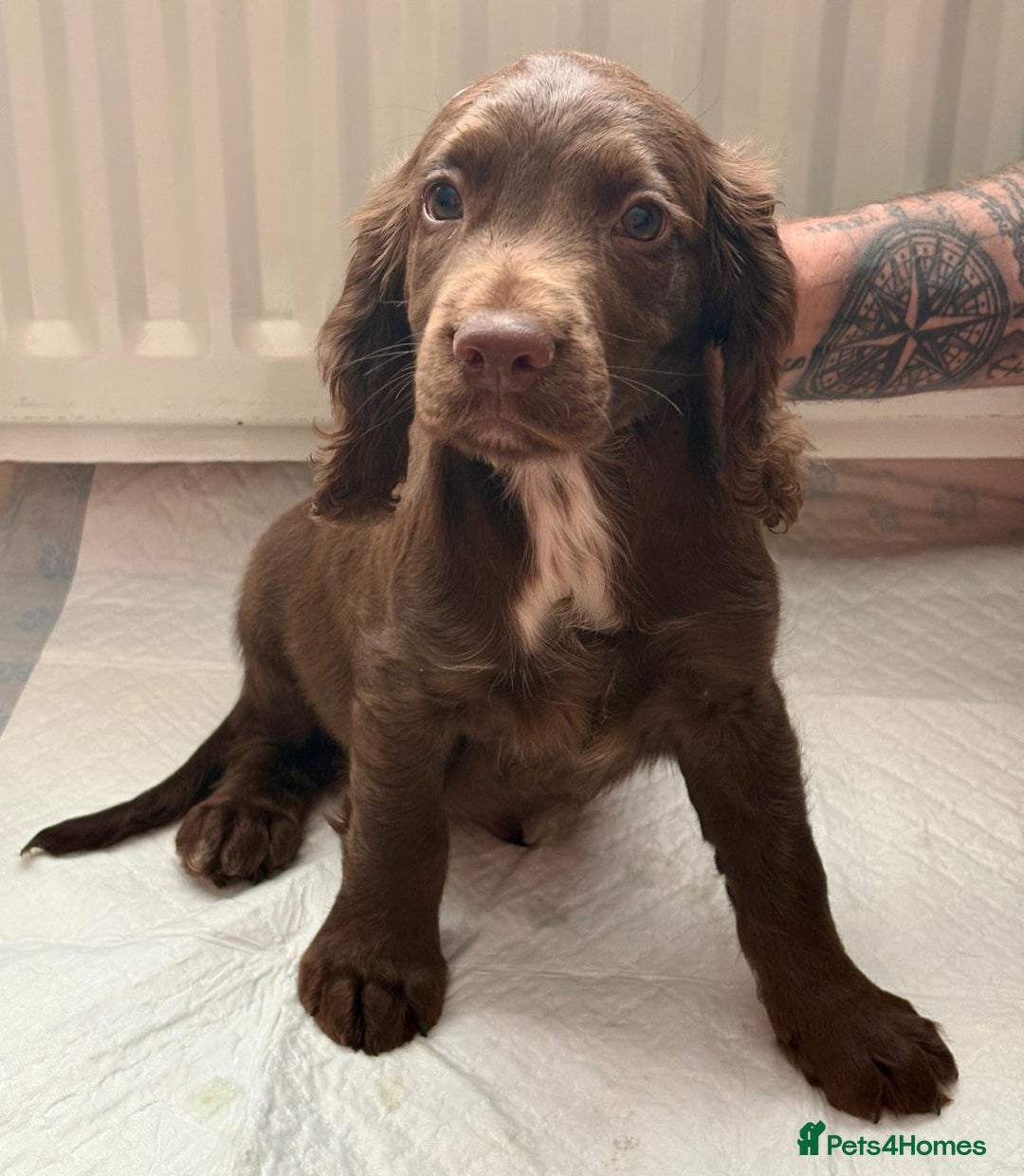 Cocker Spaniel dogs for sale: Top Working Line Cocker Spaniel Puppies in Bedlington - Image 1