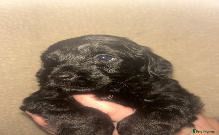 Mixed Breed dogs 3 beautiful boy yorkipoos   - Advert 16