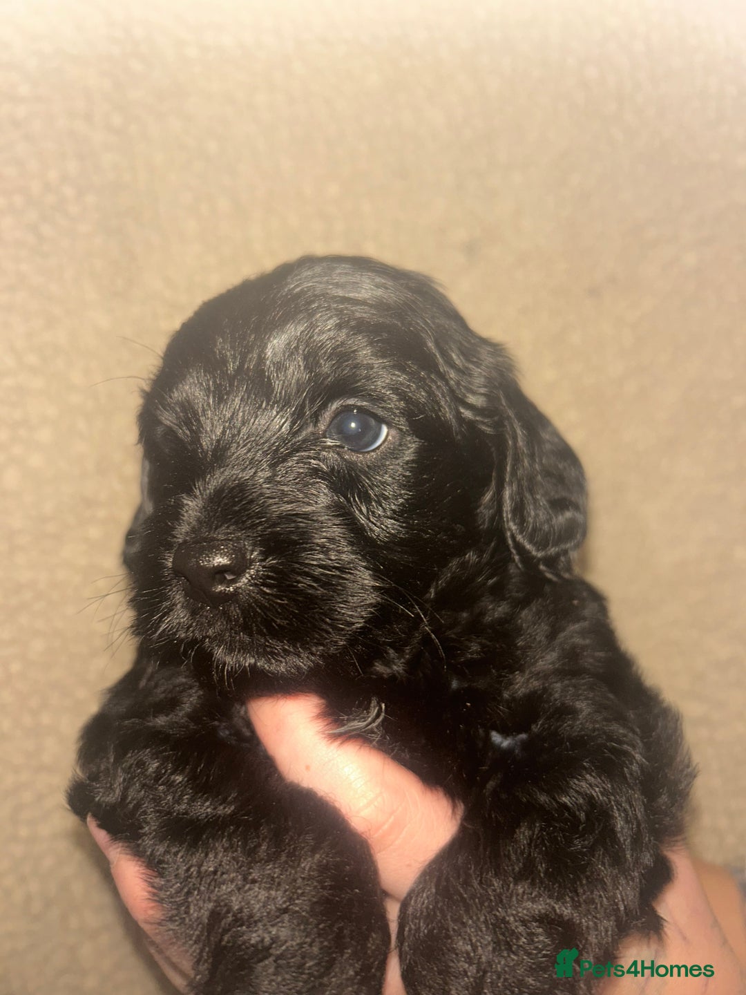Mixed Breed dogs for sale: ‼️REDUCED 2 BEAUTIFUL YORKIPOO BOY READY NOW‼️  - Advert 20