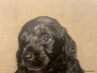 Mixed Breed dogs 3 beautiful boy yorkipoos - Advert 12