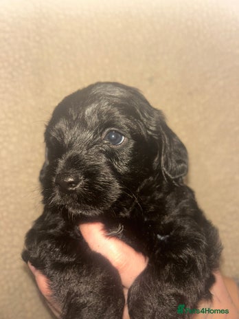 Mixed Breed dogs 3 beautiful boy yorkipoos - Advert 16