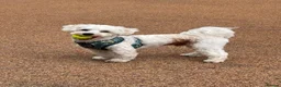 Mixed Breed dogs for sale: Male dog needs a home in Dover - Advert 2