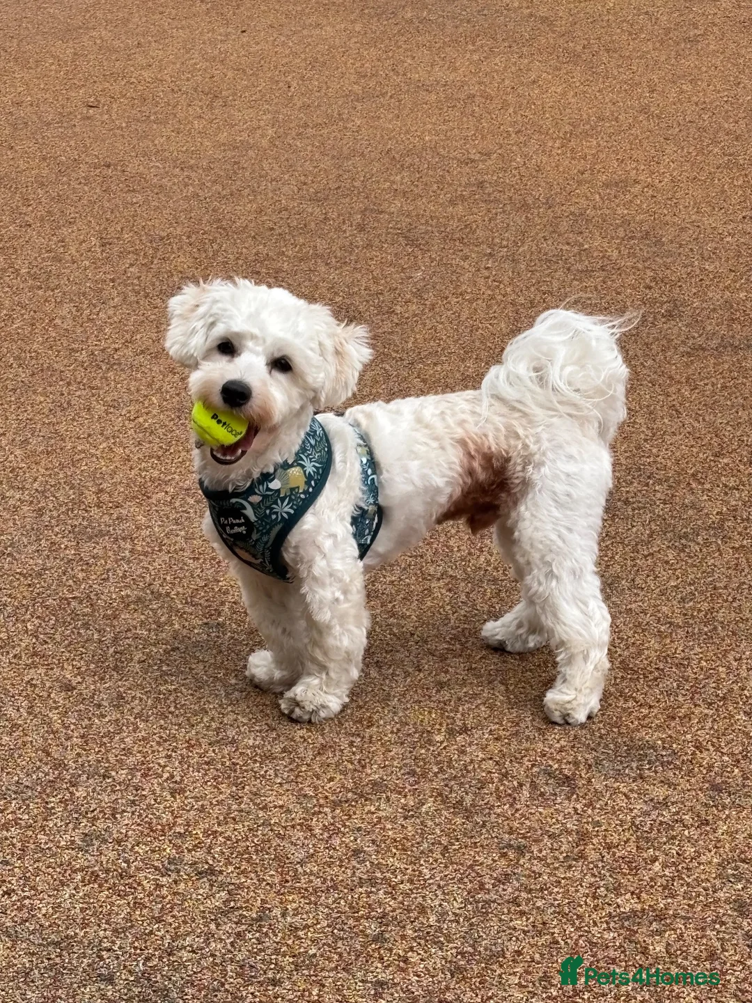 Mixed Breed dogs for sale: Male dog needs a home in Dover - Advert 2