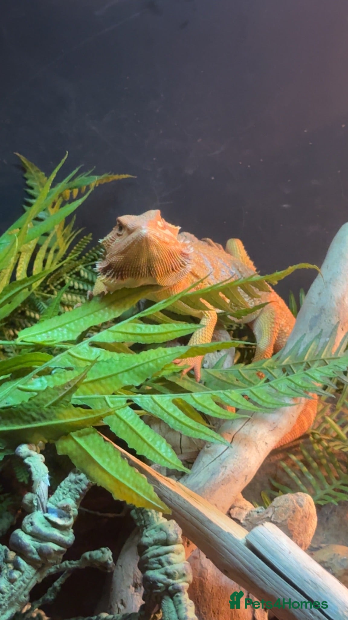 Bearded Dragon reptiles Male bearded dragon  - Advert 4