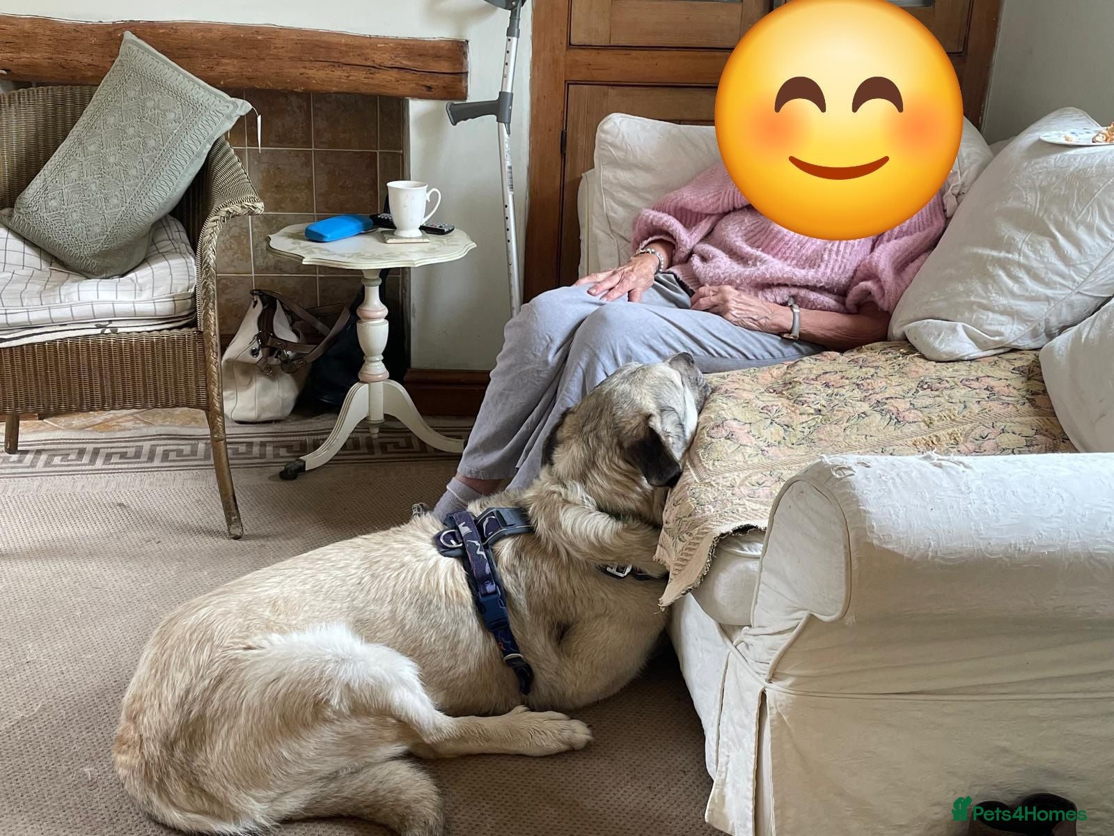Mixed Breed dogs Lovely Lara 🩷🐾 - Advert 22