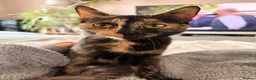 Mixed Breed cats for sale: 4 beautiful kittens in South Croydon - Advert 7