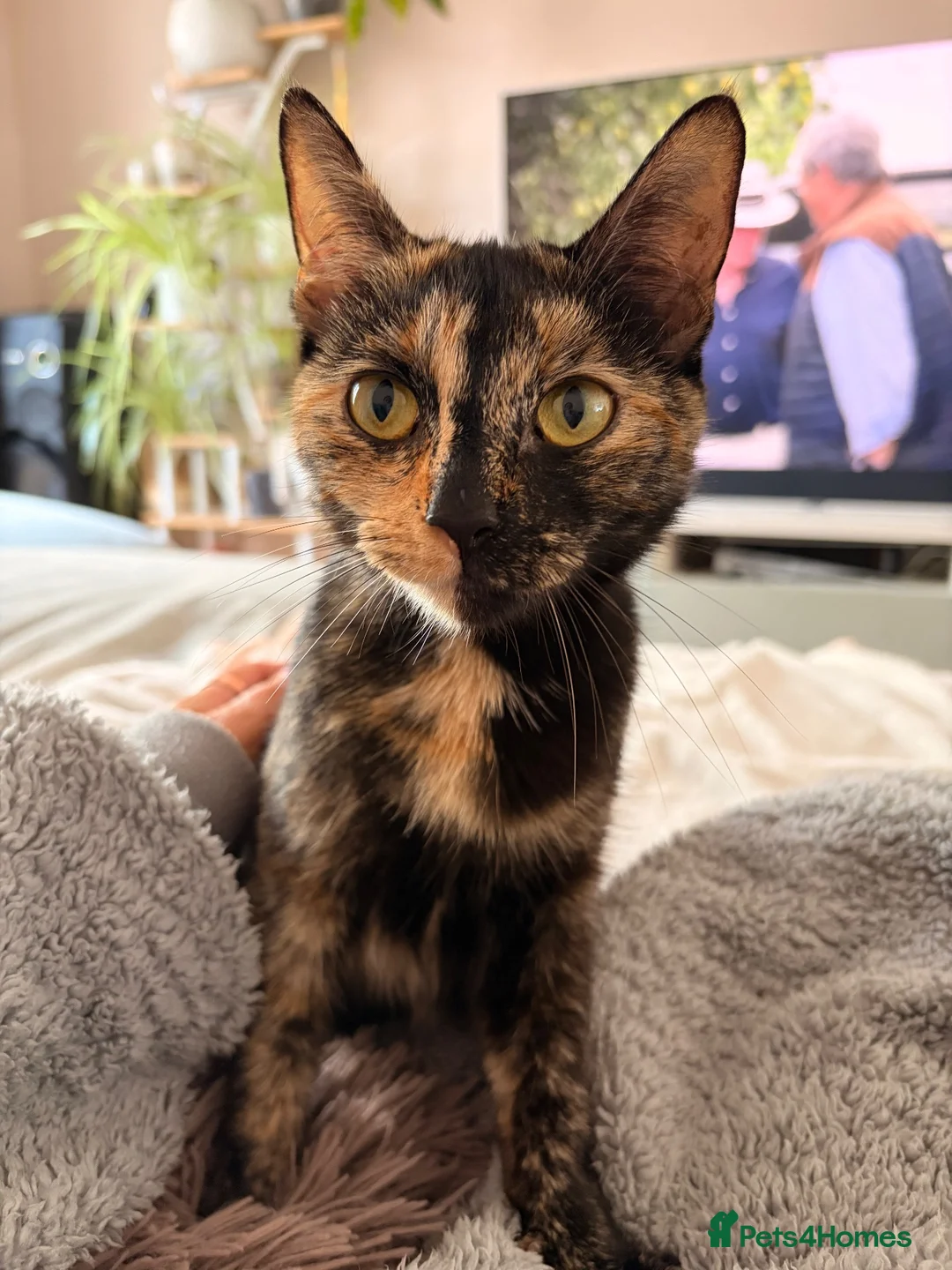 Mixed Breed cats for sale: 4 beautiful kittens in South Croydon - Advert 7