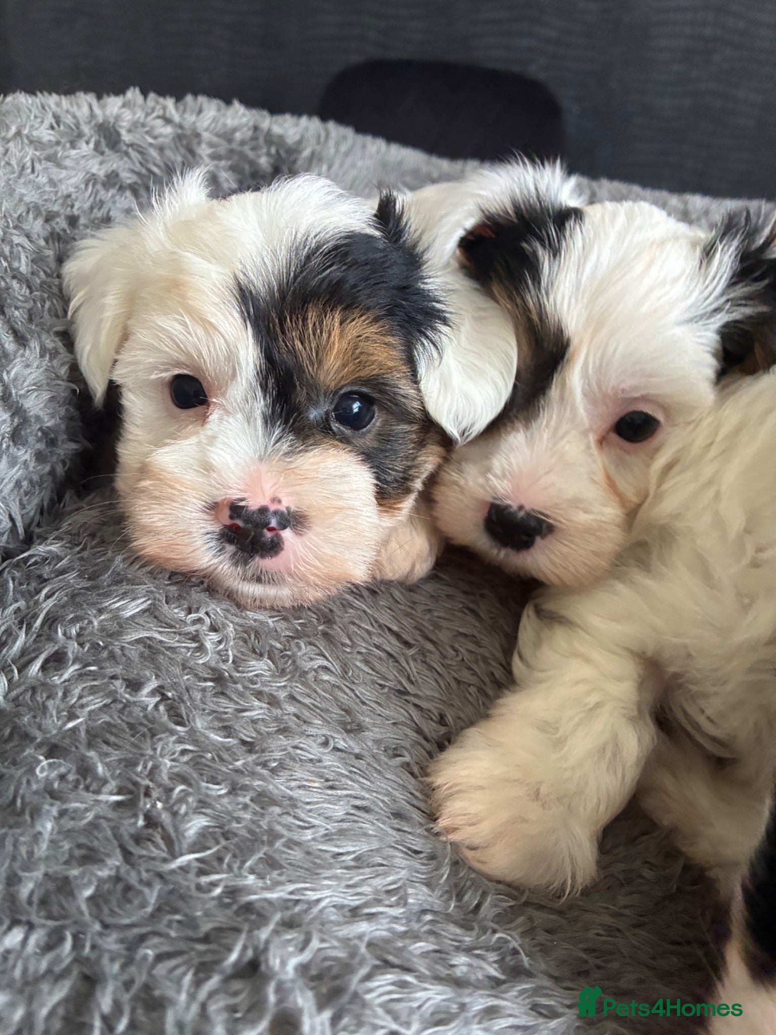 Biewer Terrier dogs Beautiful biewer terrier puppies 💙🩷 - Advert 9