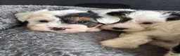 Biewer Terrier dogs for sale: Beautiful biewer terrier puppies 💙🩷 - Advert 1